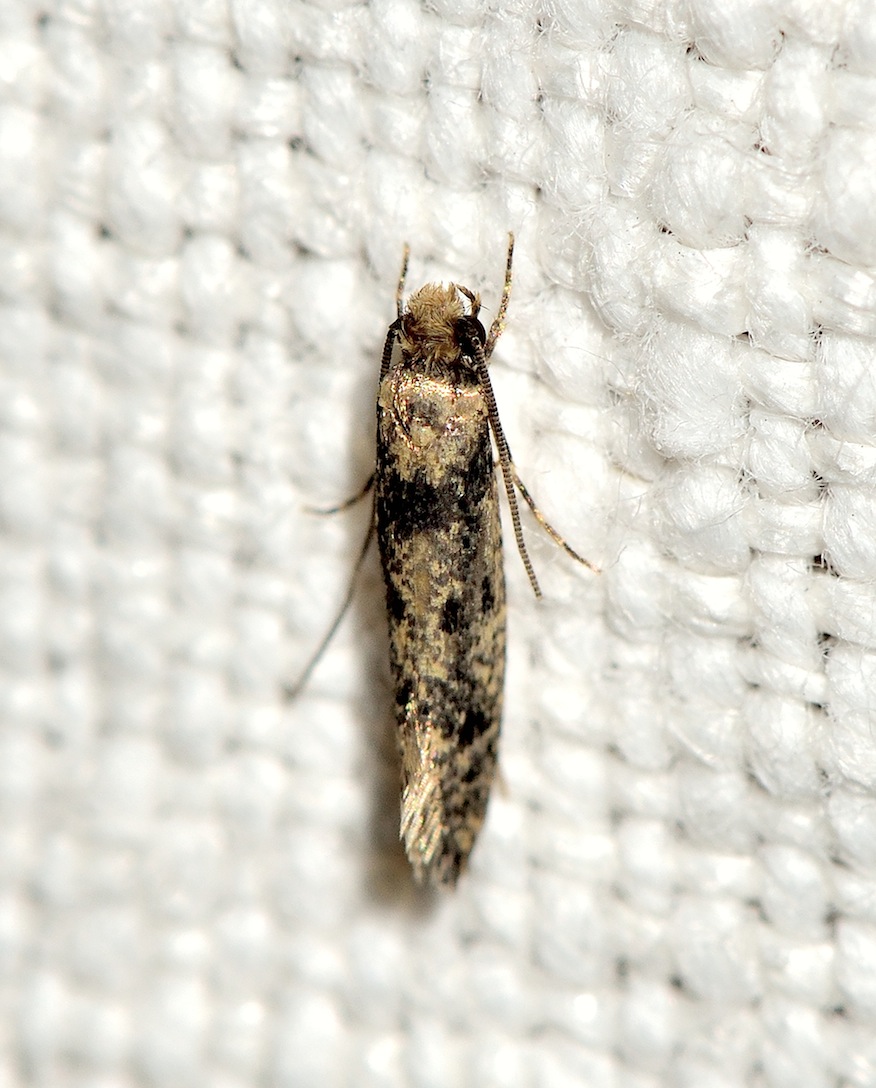 Nuovi Microlepidotteri del 2012 - Niditinea fuscella
